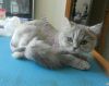 Cat Grooming