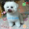 Bichon Frise Grooming
