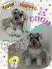 Schnauzer Grooming