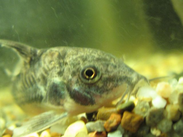 ˵