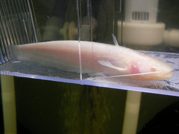 ˵