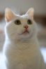 �ڮa��猫 Miu Miu Our Cat