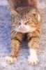 �Jù�a�Ȫ��p猫Cats in Croatia