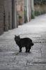 �H��C���p猫 Cats in Israel