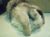 my rabbit~