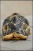 Tortoise