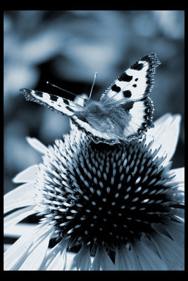 ˵
