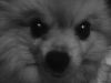 my dog.