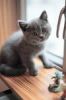 cat cat
