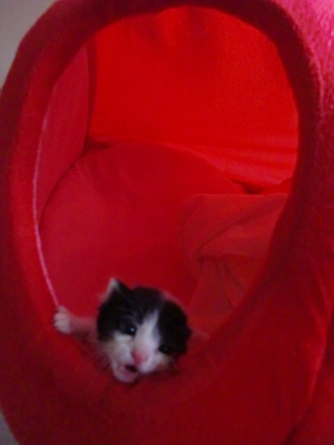 ˵