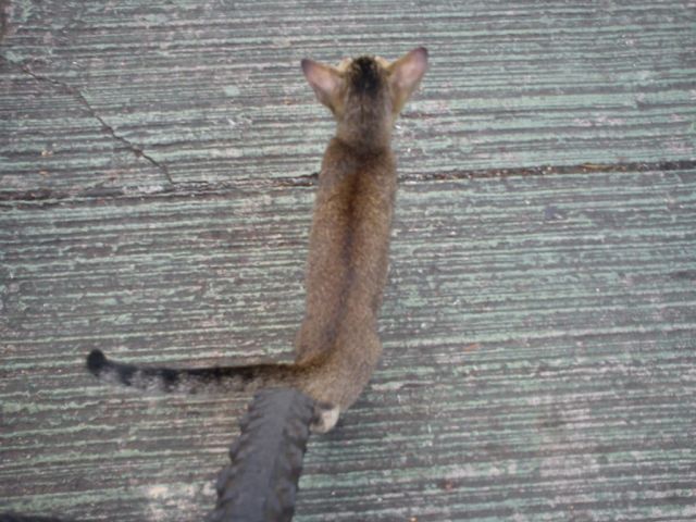 ˵