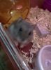 �o�o(my lovely pet)