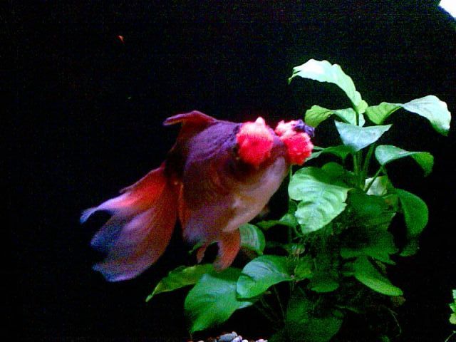 ˵