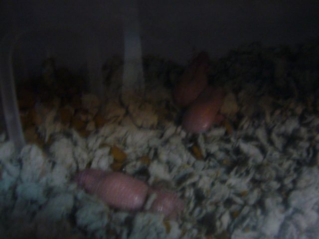 ˵