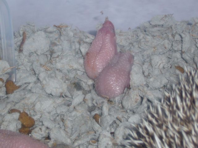˵