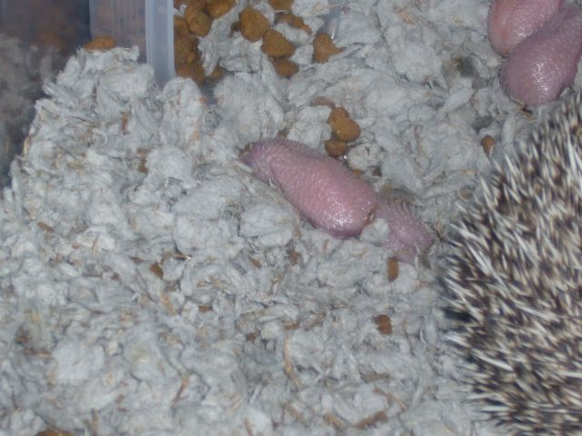 ˵