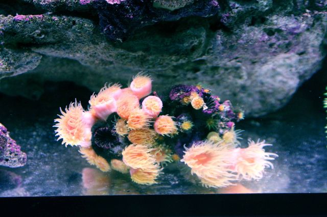 �˵����