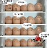 鸡�J传