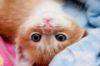 My Love Animals of Pets